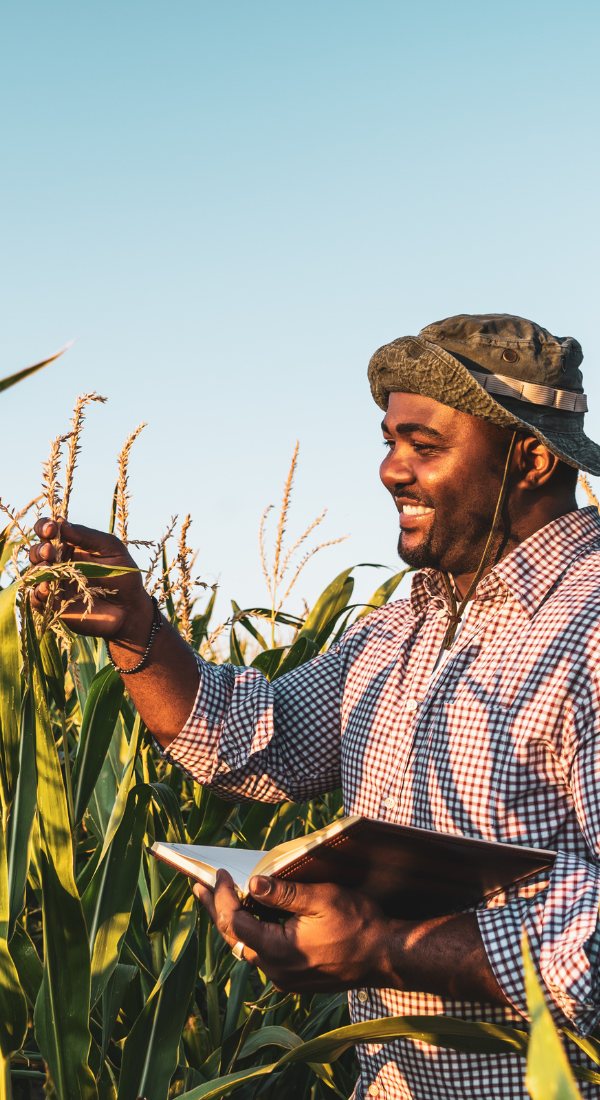 African farmer in sustainable corn production