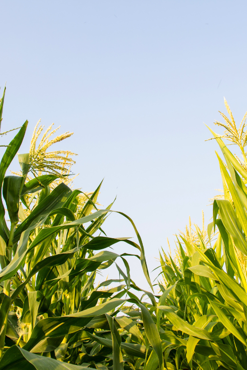 corn field